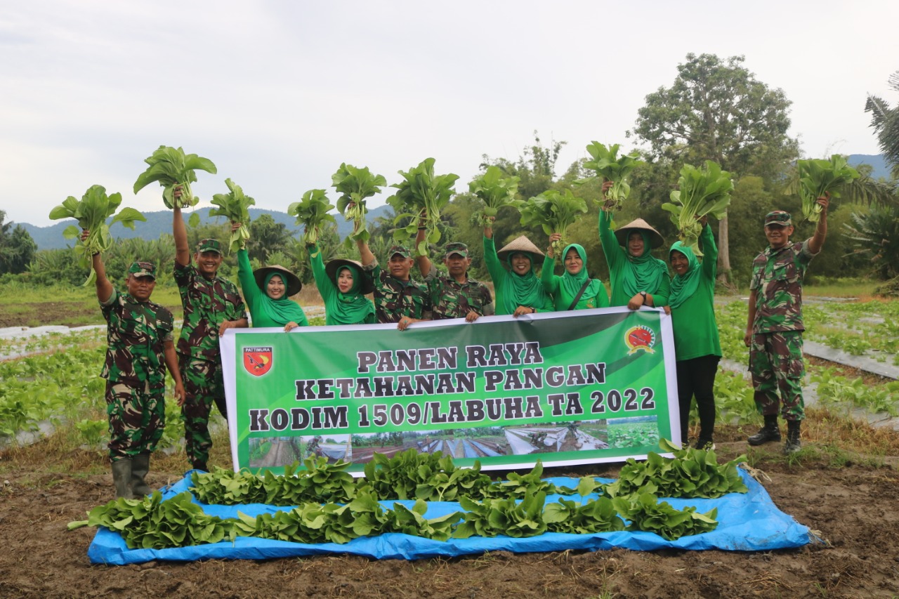 Panen Raya Dandim Labuha Wujud Ketahanan Pangan Dan Sumber Gizi Keluarga Paradigma Indonesia